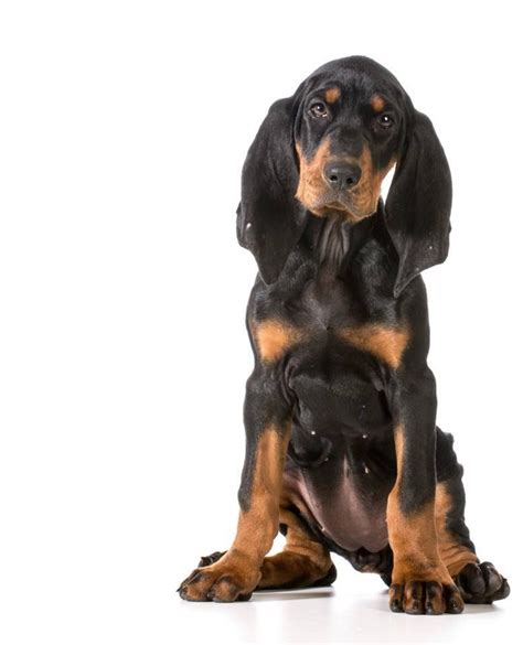 Love For Black And Tan Coonhounds Hound Puppies Hound Dog Dogs And