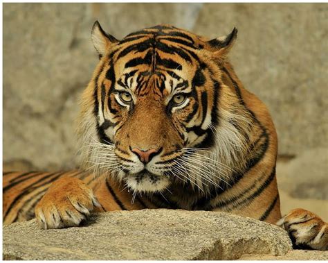 Bengal Tigers Animals Big Cats Hd Wallpaper Peakpx