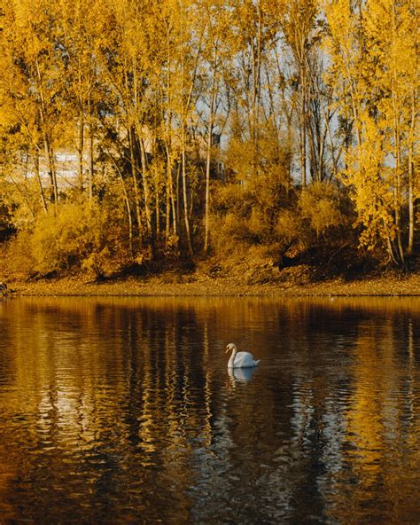 Free Picture Autumn Lakeside Swan Majestic Landscape Idyllic