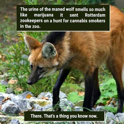 Weird Animal Facts That Will Change The Way You Look At Nature