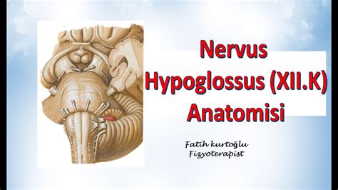 Nervus Hypoglossus Neuroanatomy N Roanatomi Konu Anlat M Youtube