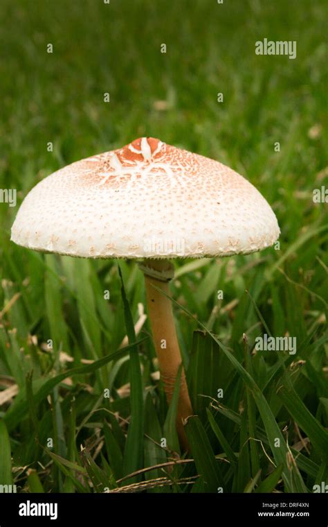 Large White Mushroom In A Field Of Grass Stock Photo Alamy