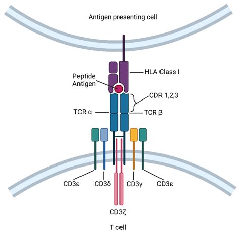 Cells Free Full Text Evolution Of Cd8 T Cell Receptor Tcr