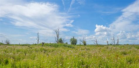 Trees In A Green Grassy Flowery Field Below A Blue Cloudy Sky In