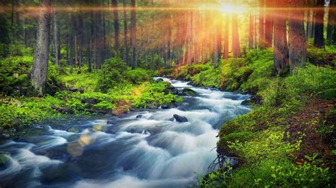 Forest River Peaceful Sounds For Relaxation Sleep Or