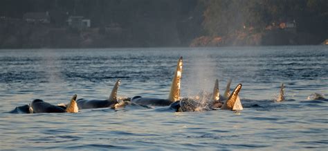 Killer Whales Swimming In A Pod In Victoria British Columbia Canada