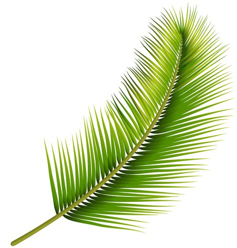 Palm Leaves Png Transparent Transparent Image Download
