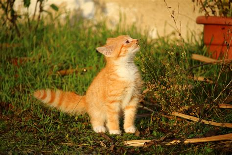 Kostenlose Foto Gras Tierwelt Kätzchen Fauna Whiskers Wirbeltier Hauskatze Junge Katze