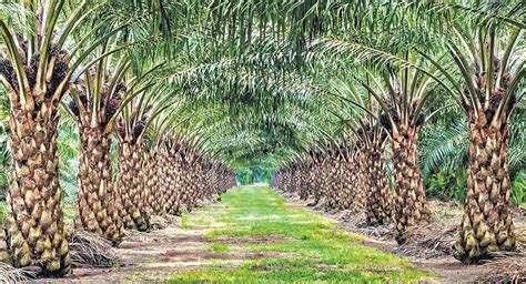Telangana To Double Oil Palm Cultivation Telangana Today