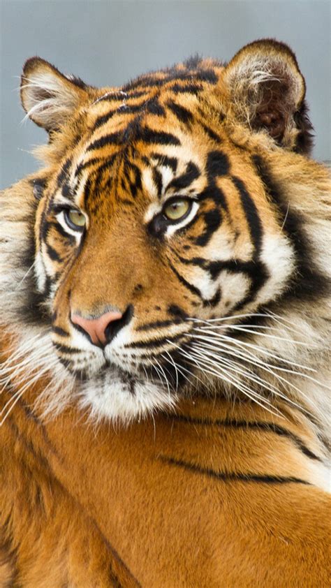Animals Wallpapers Sumatran Tiger Galaxy Note 3 Wallpaperanimal