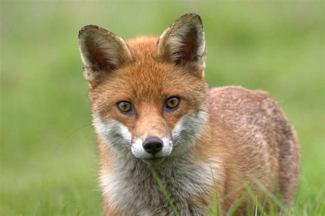Red Fox Sheffield And Rotherham Wildlife Trust