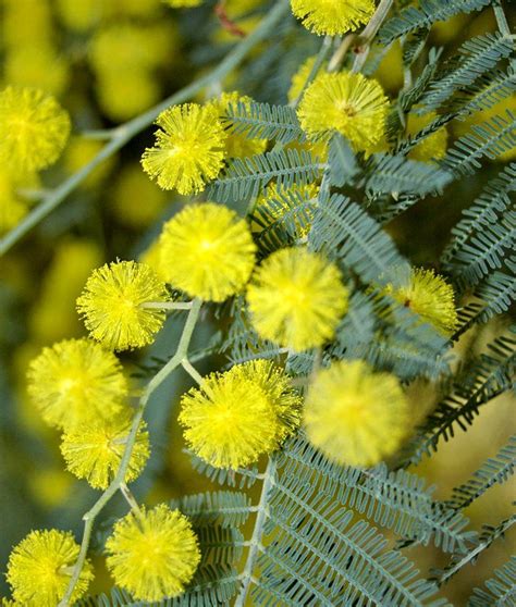 Yellow Mimosa Unusual Flowers Unusual Plants Exotic Plants Yellow