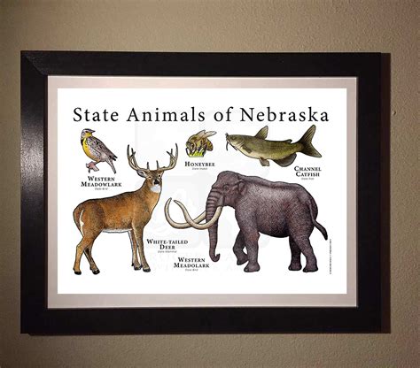 Nebraska State Animals Poster Print Etsy