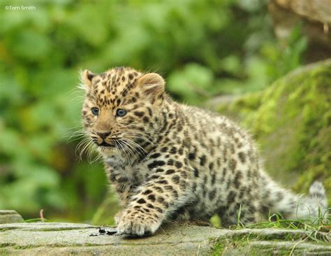 Amur Leopard Twins turn 1! | Colchester Zoo