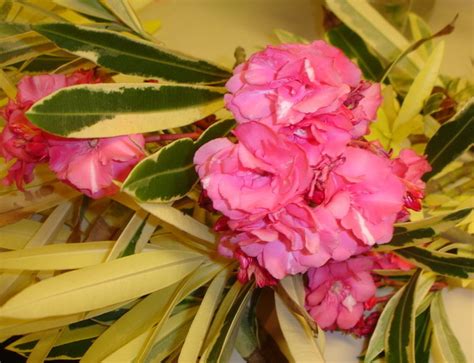 Plantfiles Pictures Variegated Oleander Variegata Nerium Oleander