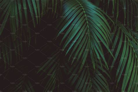Dark Tropical Wallpapers Top Free Dark Tropical Backgrounds