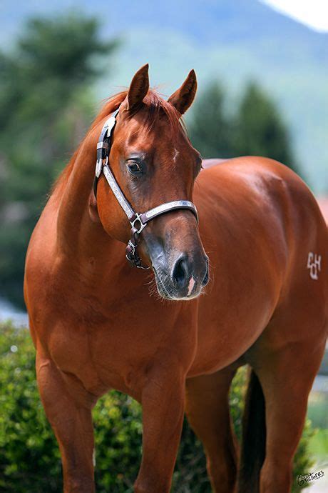 Chestnut Quarter Horse Horses Pretty Horses Horse Breeds