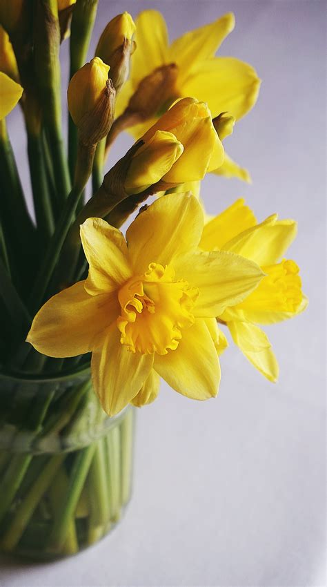 Daffodils Flower Images Gallery Best Flower Site