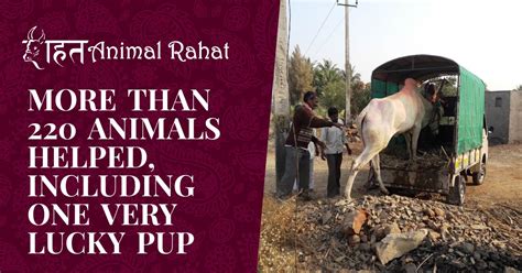 More Than 220 Animals Helped Including One Very Lucky Pup Animal Rahat