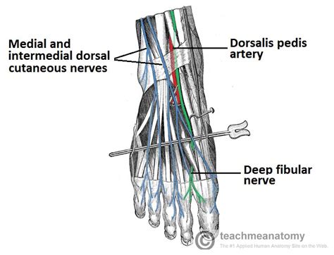 The Deep Fibular Nerve Course Motor Sensory Teachmeanatomy