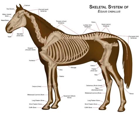 Horse Wikipedia The Free Encyclopedia Horse Anatomy Horse Bones