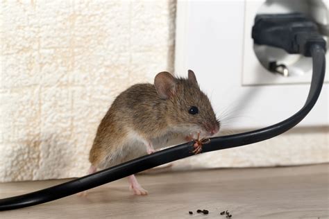 Even after this period of time, new mice or rats may move in. Mice Infestation Brompton, SW3. Call Now 020 8166 9746