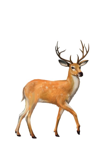 White Tailed Deer Mule Deer Clip Art Deer Png Download 24803508