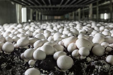 Mushroom Farming Stock Photos Pictures And Royalty Free Images Istock