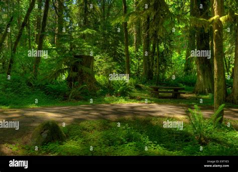 Campsite 5 In The Black Canyon Campground In Oregons Willamette