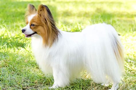 Papillon Mix Breeds 35 Of The Most Popular W Pictures And Video