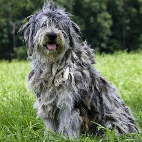 The Bergamasco A Complete Guide Doggie Designer Big Dogs Large Dogs