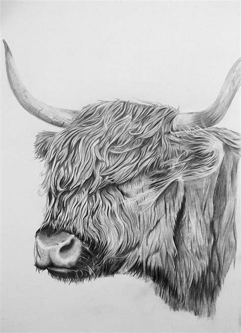 Highland Cow Drawing By Andy Wilson Fine Art America
