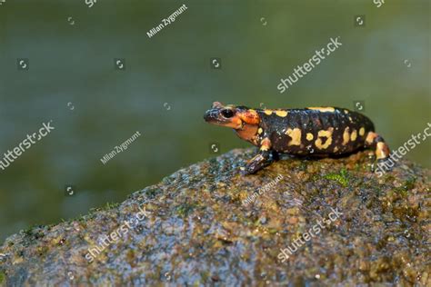Fire Salamander Salamandra Salamandra Is Possibly The Best Known