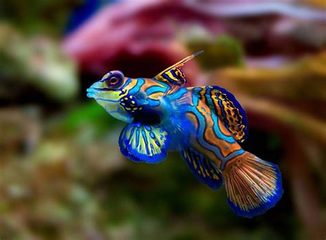 Top 10 Most Beautiful Animals In The World