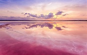 【可遇不可求？】 一生人必去的粉色海洋 - DCFever.com