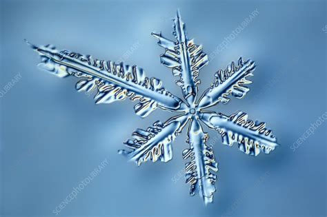 Snowflake Crystal Lm Stock Image C0236891 Science Photo Library