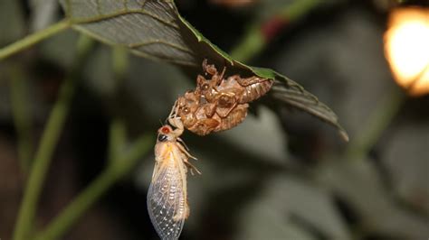 After Two Decades In The Earth Millions Of Cicadas Arise University