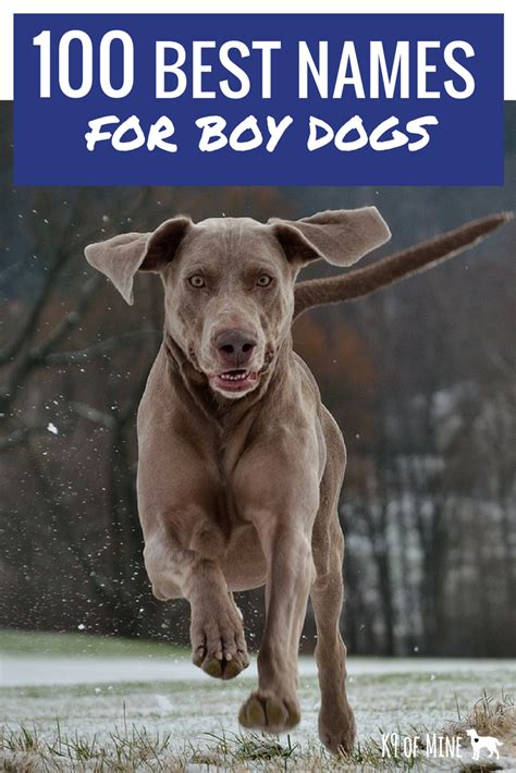 Male Dog Names With Spiritual Meaning Cool Guy Names