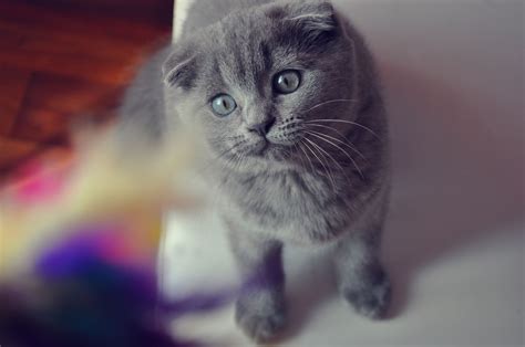 Beautiful Gray Scottish Fold Cat With Gray Eyes Wallpapers And Images