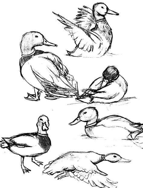 How To Draw Mallard Duck Coloring Pages Color Luna