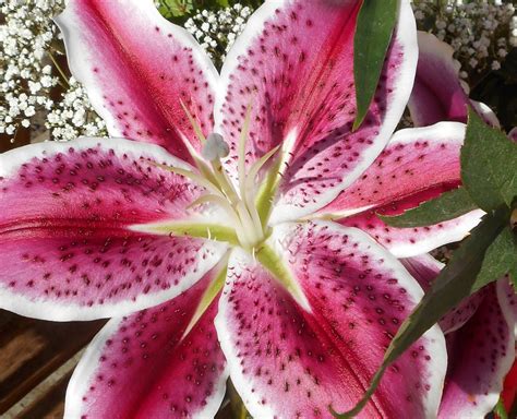 Peacock garden indian cusine & banquet hall, peacock indian food walnut, 23347 goldensprings dr. Pin on For the Home