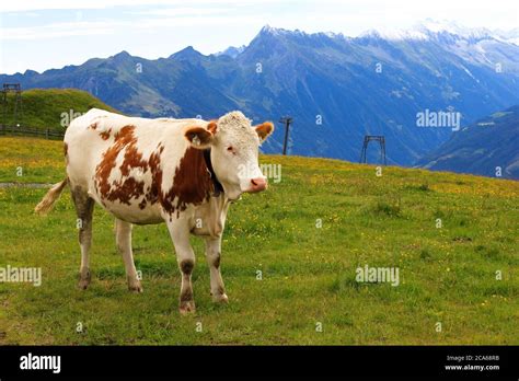 White Cow With Brown Spots Grazing In An Alpine Green Meadow Surrounded