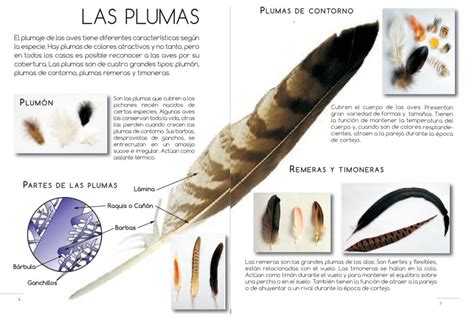 Clases De Plumas Que Presentan Las Aves