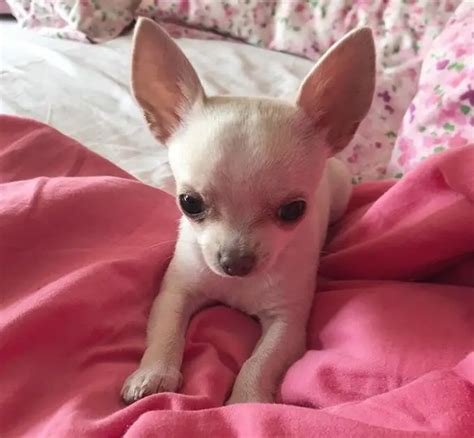 Top 500 Best Female Chihuahua Dog Names The Ultimate List The Paws