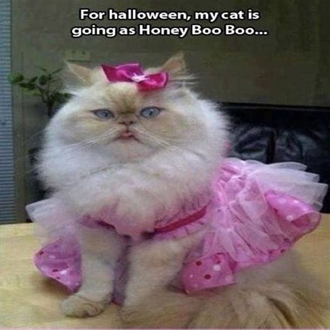For Halloween My Cat Is Going As Honey Boo Boo Pictures
