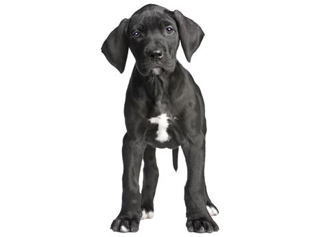 They are really great with childern. #1 | Great Dane Puppies For Sale In Houston TX | Uptown