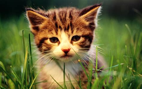 Lovely Little Cat Wallpapers Hd Wallpapers 2879