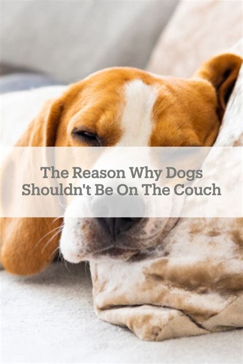 The Real Reason You Should Keep Dogs Off Your Couch