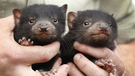 The Birth Of Two Tasmanian Devil Joeys In Ballarat Is Vital To The