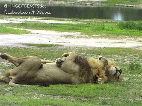 Two Male Lions Hugging Each Other Showing Human Affection Youtube